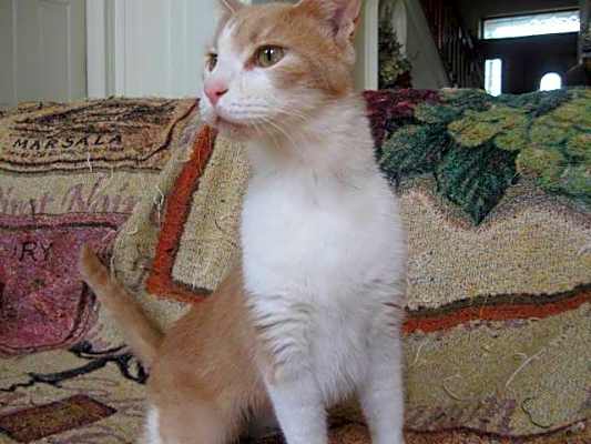Photo of Sully #image
