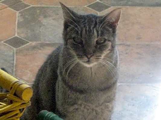 Photo of Tigger #image