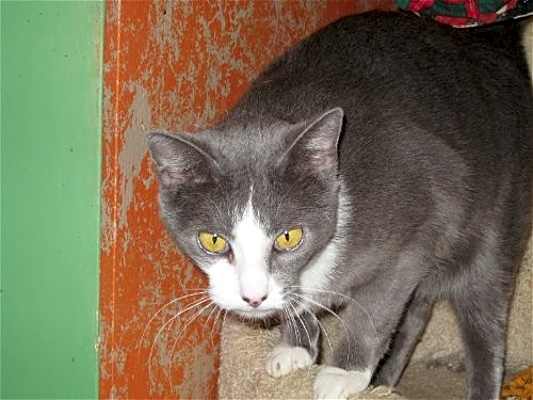 Photo of Smokey #image