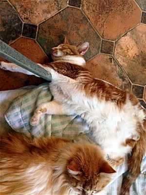 Photo of Butterscotch #image