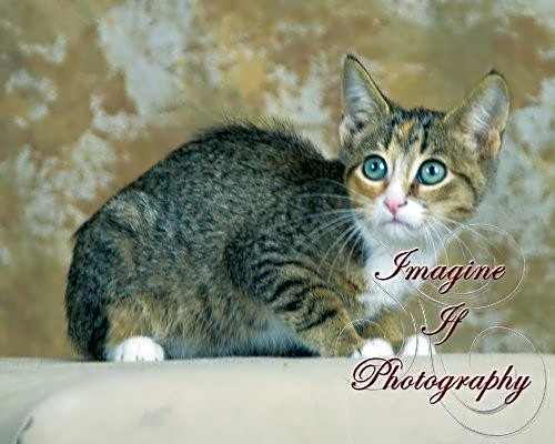 Photo of Gretta #image