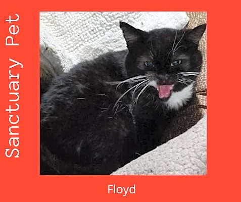 Photo of Floyd the Cellar Cat #image