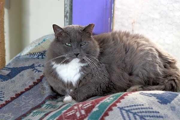 Photo of Earl Grey 1 (Sponsored) #image