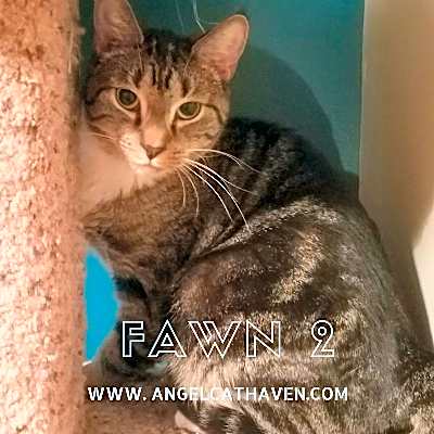 Photo of Fawn 2 #image