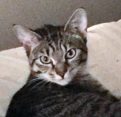 Photo of Ovi #image