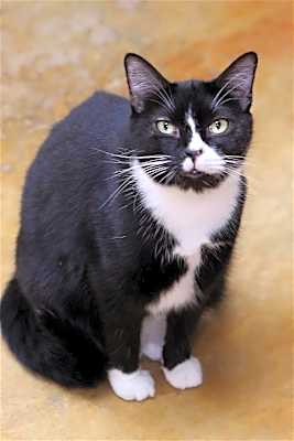 Photo of PIPER #image