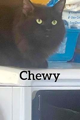 Photo of Chewy #image