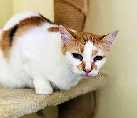 Photo of Mittsy #image