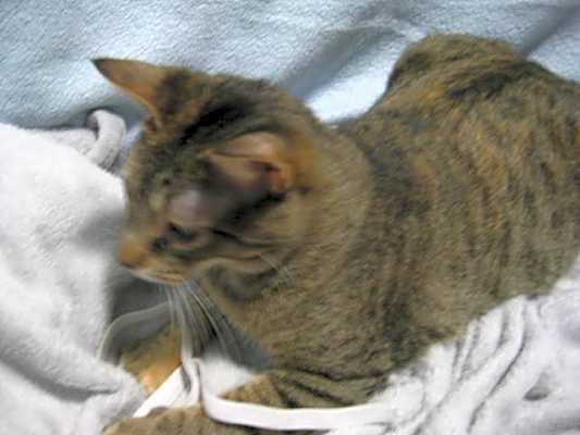 Photo of Bobbie #image