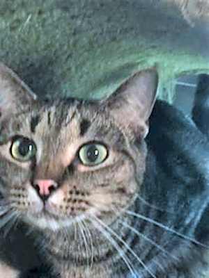 Photo of Ralphie #image