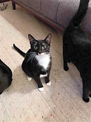 Photo of JANICE & MARCEL (BONDED PAIR) #image