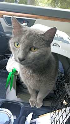 Photo of Skye #image