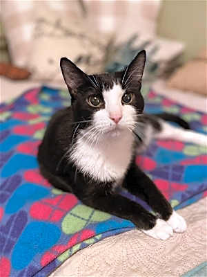 Photo of Daisy #image