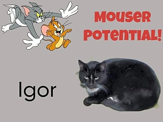 Photo of Igor #image