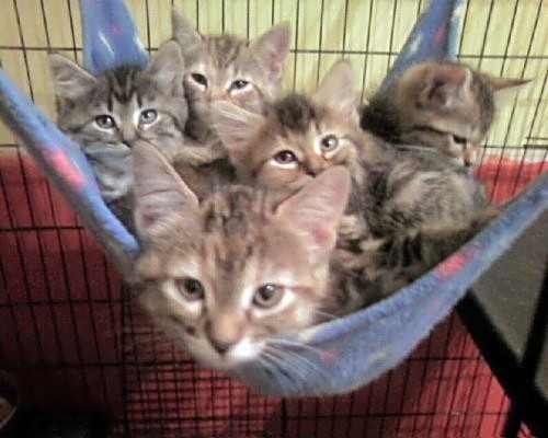 Photo of Foster Homes Needed  (Kittens Pictured R Adopted) #image