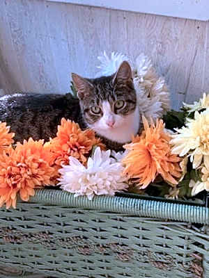 Photo of Mindy #image