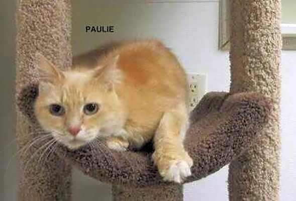 Photo of Paulie/Polly #image