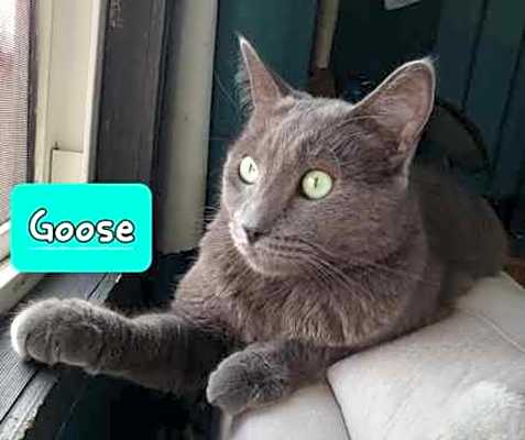 Photo of Goose #image