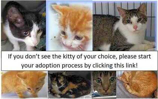 Photo of GenericCatAdoptionCollage #image
