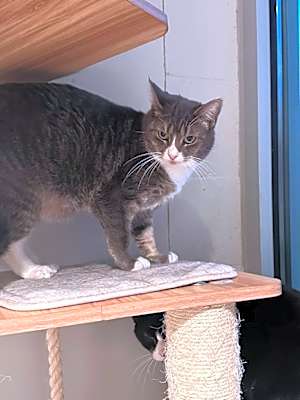 Photo of Martini #image