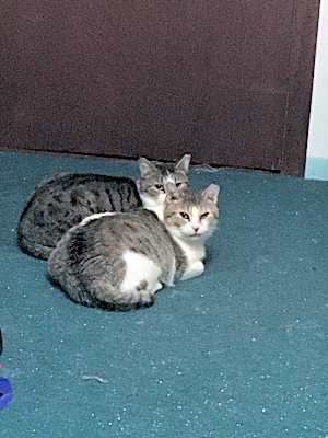 Photo of Katie Bonded with Pearl #image