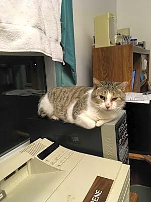 Photo of Pearl Bonded with Katie #image