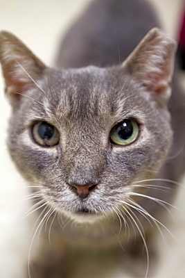 Photo of Joelson #image