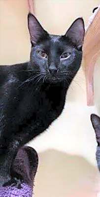 Photo of Meowchael Clark Duncan #image