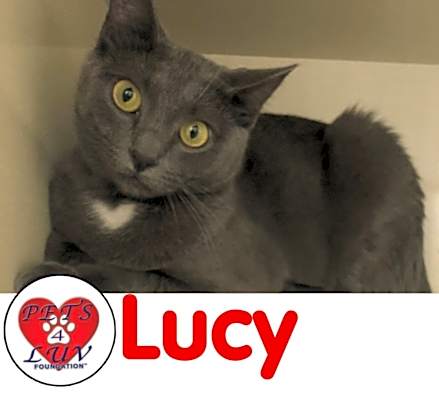 Photo of Lucy - Bob #image