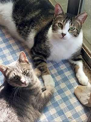 Photo of Pixel #image