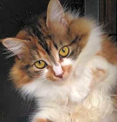 Photo of Lady Catherine #image