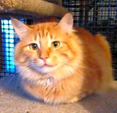Photo of Cinnamon #image