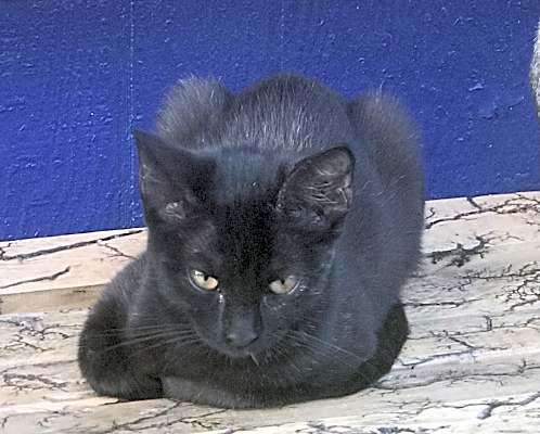 Photo of Velvet #image