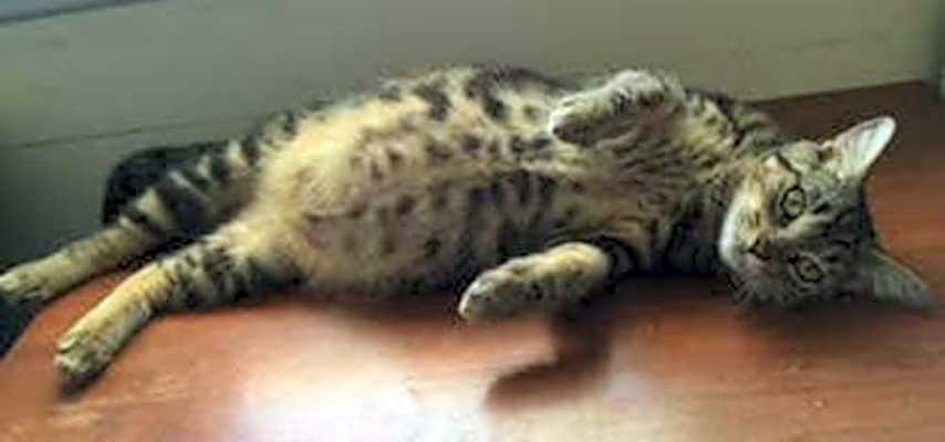 Photo of Cleopatra - Adopt With Kitten'Smalls' #image