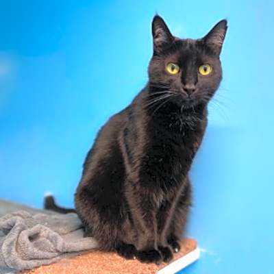 Photo of Taffy #image