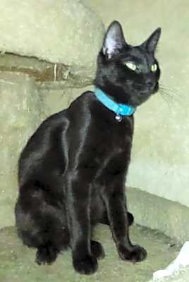 Photo of Mong - Cinder #image