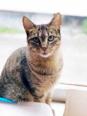 Photo of Felicia #image