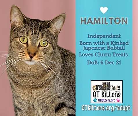 Photo of Hamilton #image