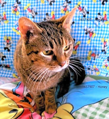 Photo of Honey #image