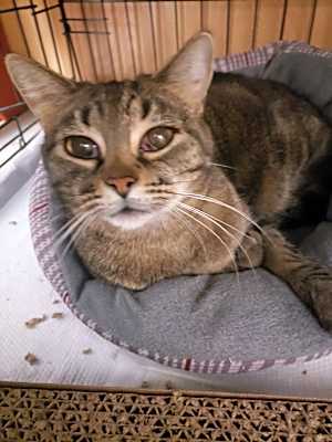 Photo of Olive #image