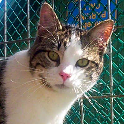 Photo of Reggie (Sweet Kitten) #image