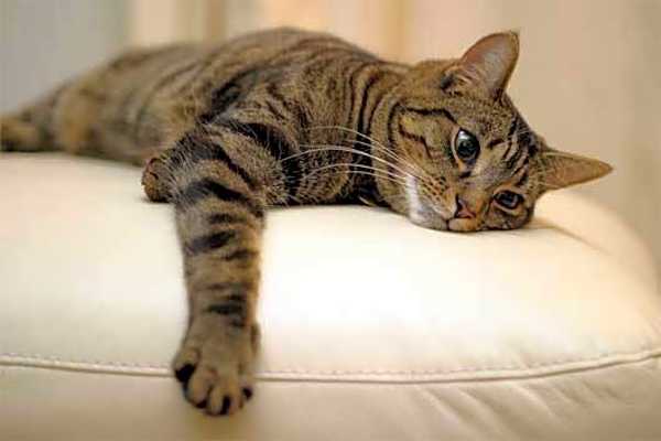 Photo of Dumpty (Cuddle Bug) #image