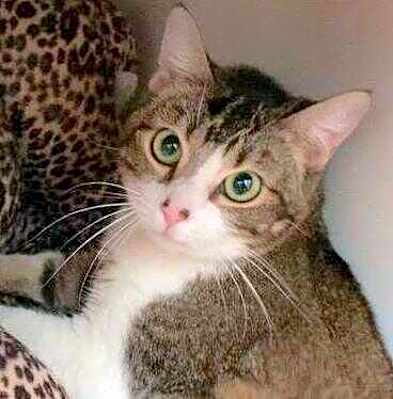 Photo of Sweet Pea #image