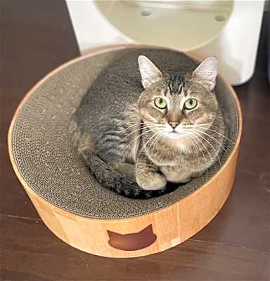 Photo of Maple #image