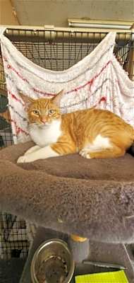 Photo of Thor #image