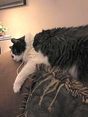Photo of Pippa #image