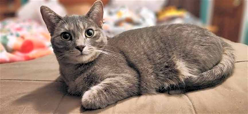 Photo of Mink - AD #image