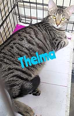 Photo of Thelma #image