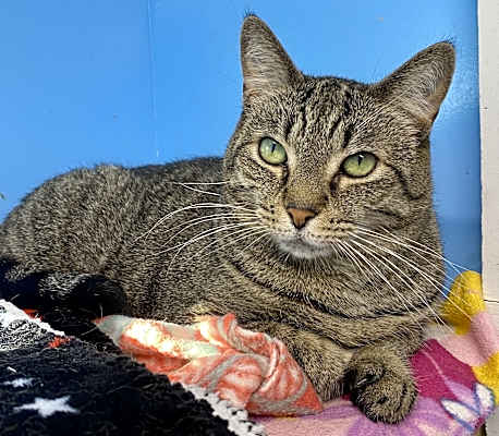 Photo of Tabby #image