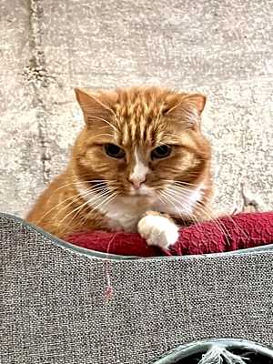 Photo of Red #image